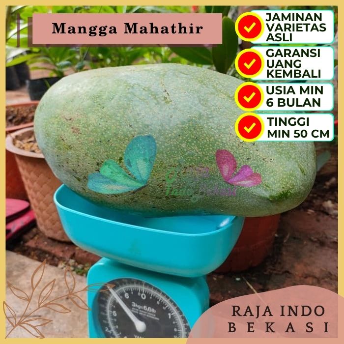 Bibit Tanaman Buah MANGGA MAHATIR Premium