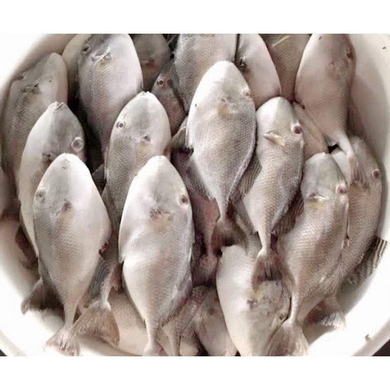 

ikan ayam ayam/ ikan kambing/ikan ketong ketong