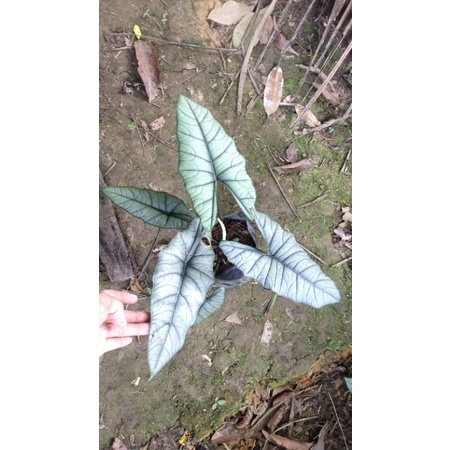alocasia bisma silver,alocasia bisma hijau dan Alocasia regina silver