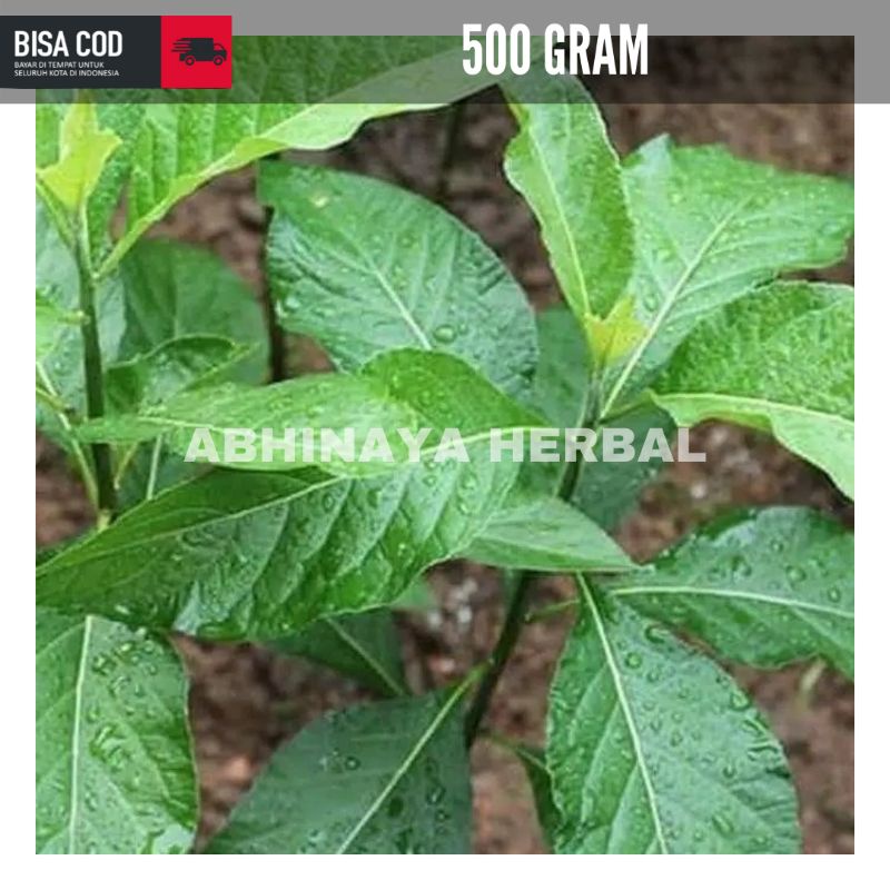 

Daun afrika segar herbal 500 gram