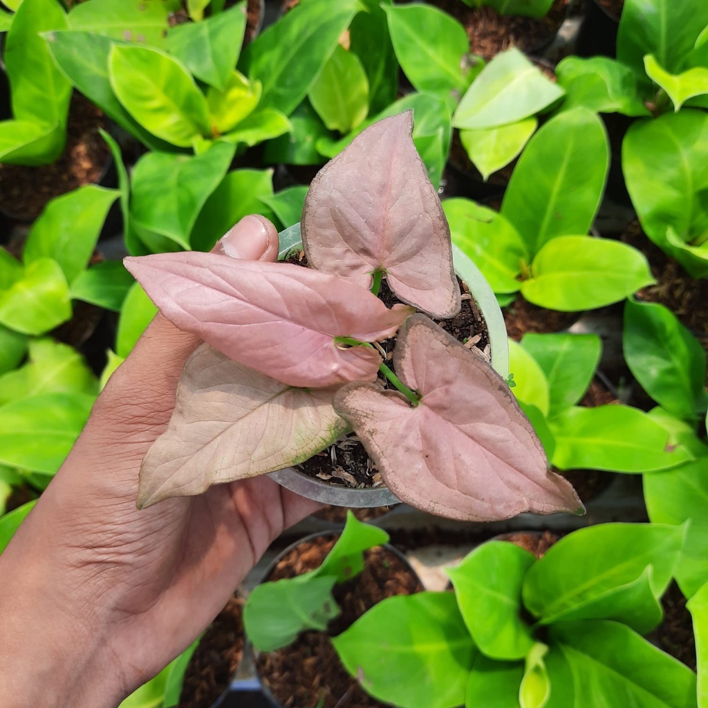 Syngonium Pink Schott 1-3 Daun Tanaman Hias Singonium Pink Scott Syngo Pink BUKAN bonggol
