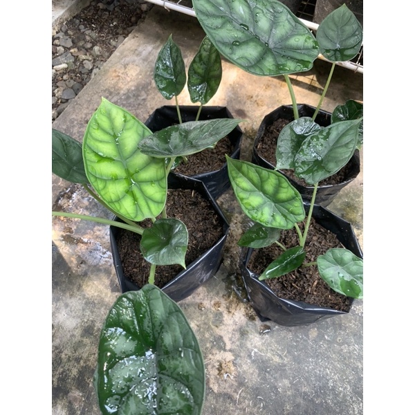 Alicasia DRAGON SCALE /keladi Tengkorak scale