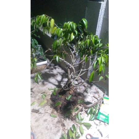 bonsai beringin sudah jadi tinggal tanam