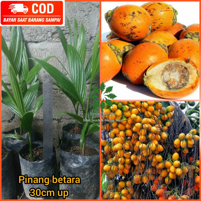 bibit pinang betara | bibit pinang kuning asli | bibit jambe kuning | bibit pinang kuning | palem ra