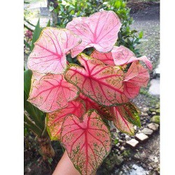 Tanaman Hias Murah Caladium Pink Beauty