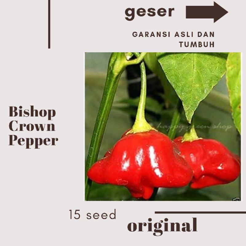 BISHOP CROWN PEPPER,cabe lonceng, cabe hias bishop crown, cabe,cabe hias