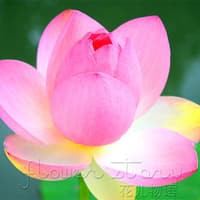 Benih Bibit Biji - Bunga Lotus PINK BEAUTY Tanaman Air Seroja Teratai Flower Seeds - IMPORT