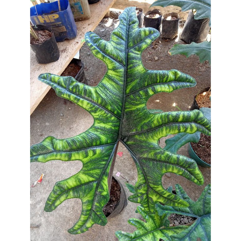 Alocasia Tanduk Rusa / Jacklyn. uk dewasa 1 daun
