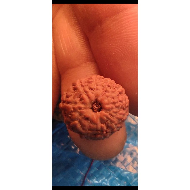 jenitri rudraksha mukhi 11