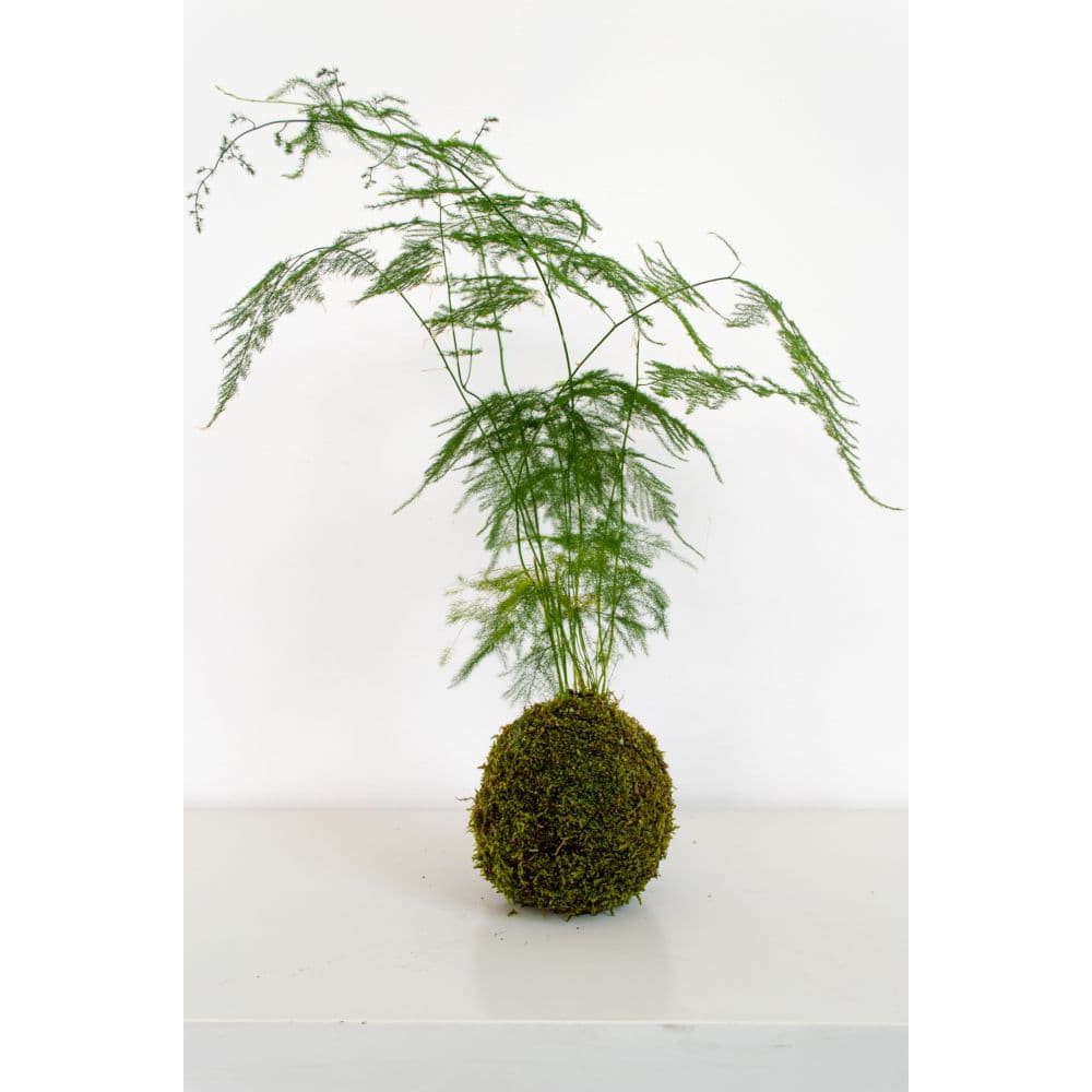 BIBIT TANAMAN ASPARAGUS