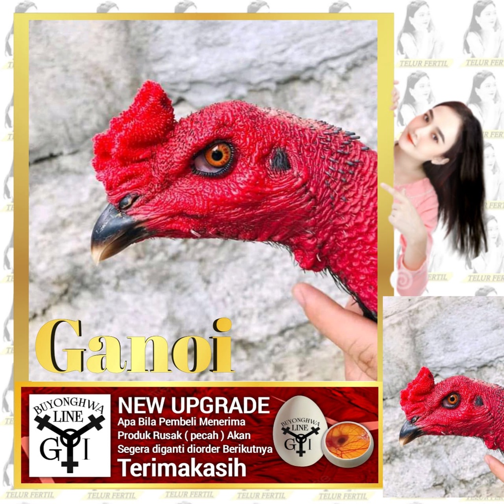 Telur Ayam Ganoi Ori Vietnam Tipe Tetas A9 Laskar Buyonghwa ATJEH