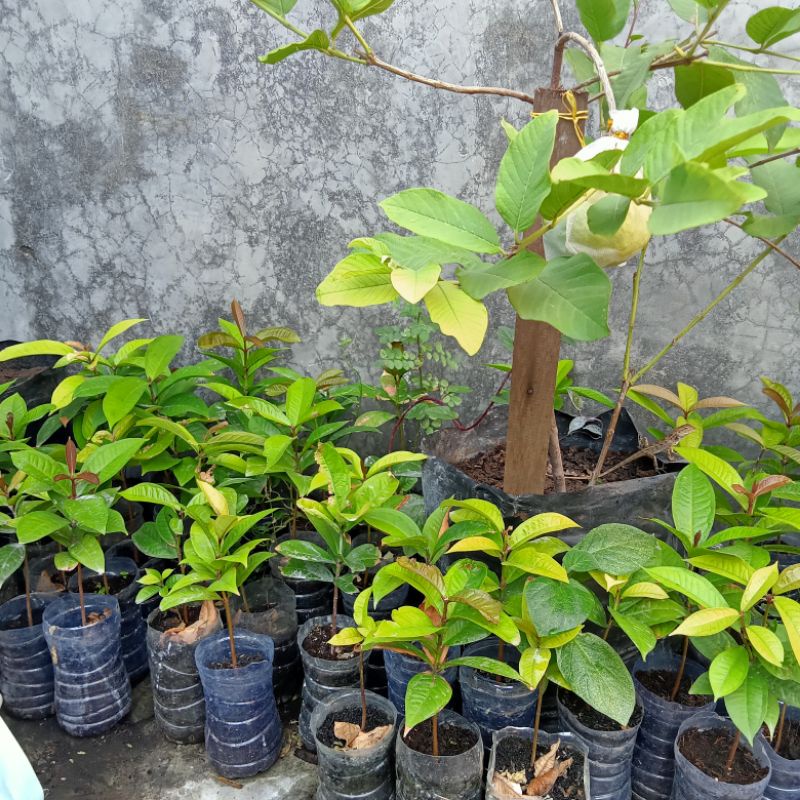BIBIT JAMBU AIR DARSONO/ JAMBU BOL