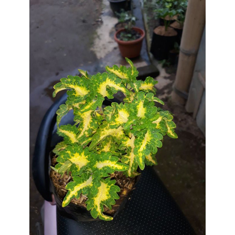 miana kuning garis hijau