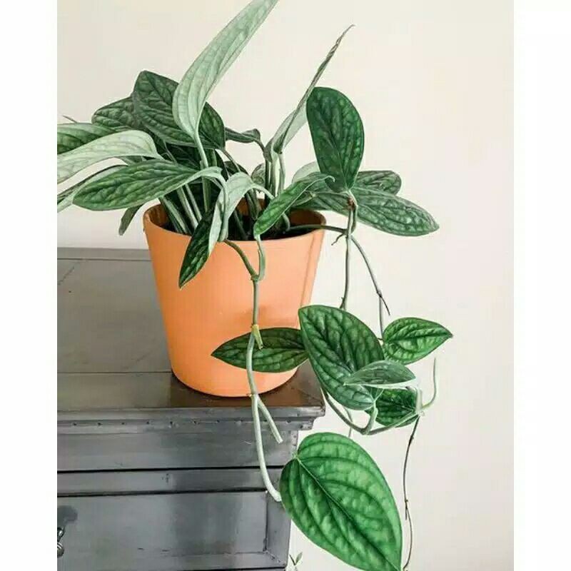 Anthurium karstenianum - Tanaman hias gantung sirih badak