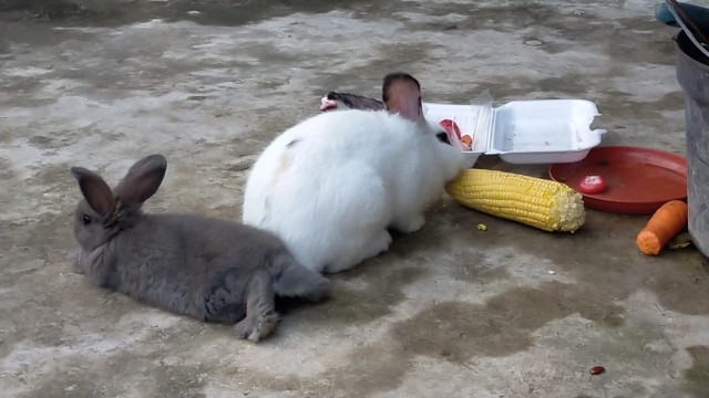 Toples Tabung Pet 650 Ml Untuk Snack Kue Kering Kripik [1 Pcs]