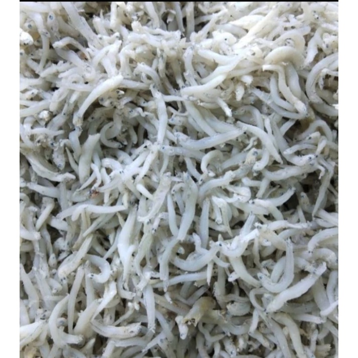 

IkanterigradeA