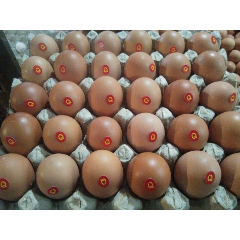 

Telur Ayam Negri Omega 3 / Organik Fresh per 30 butir