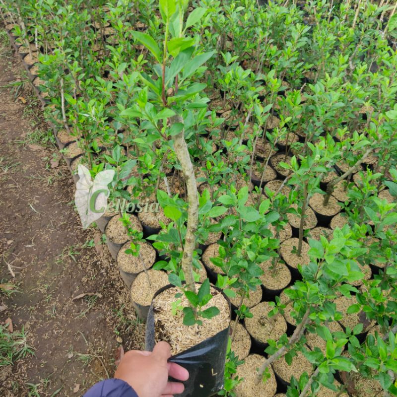 Bibit Tanaman Buah Apel Batang Bawah Apel Fuji, Rome Beauty