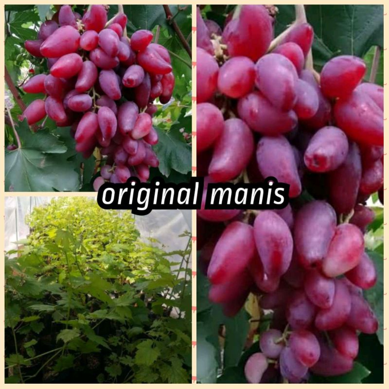 bibit anggur original import (STEK BATANG)