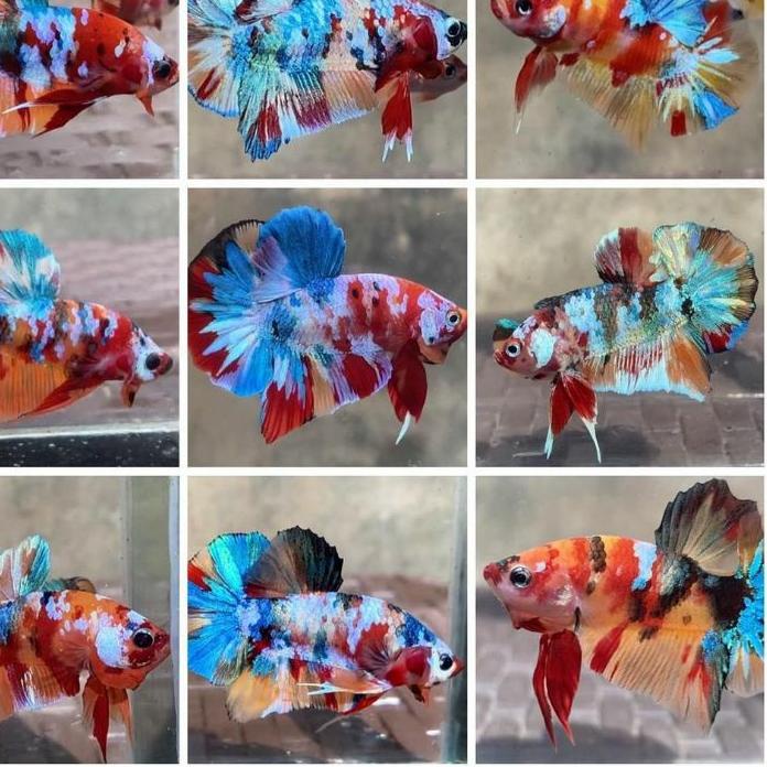 10.10 STOK READY  Ikan Cupang Nemo Multicolor Size Indukan
