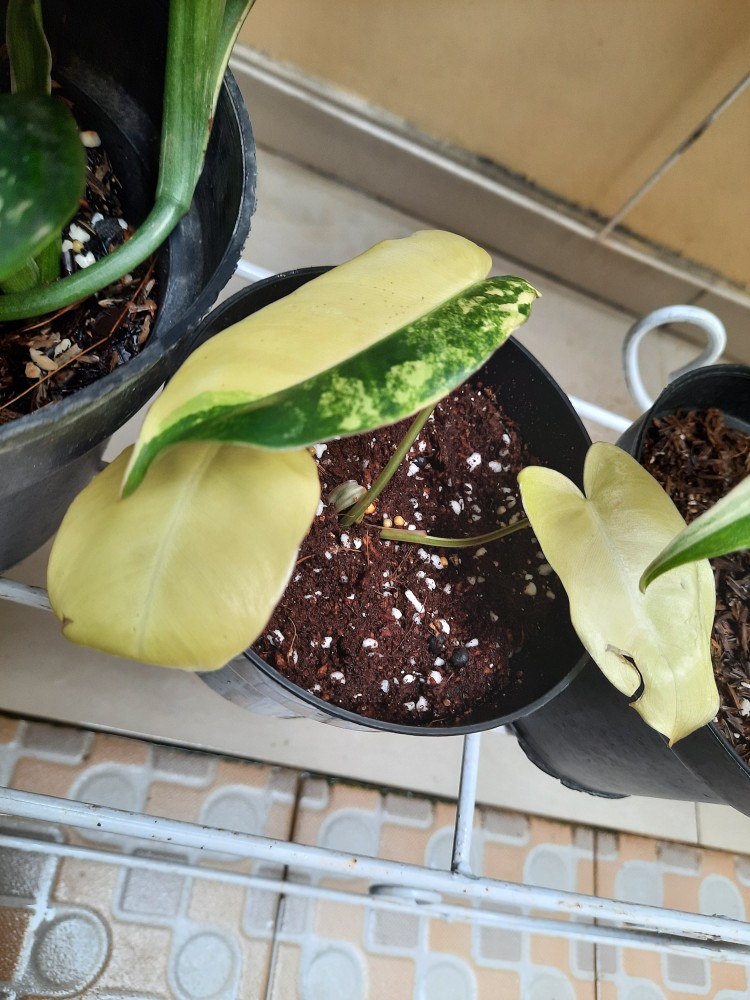 Tanaman Hias Philodendron Burle Marx/brekele Varigata.