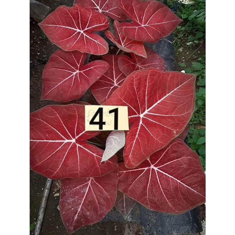 caladium hybrid thailand H41