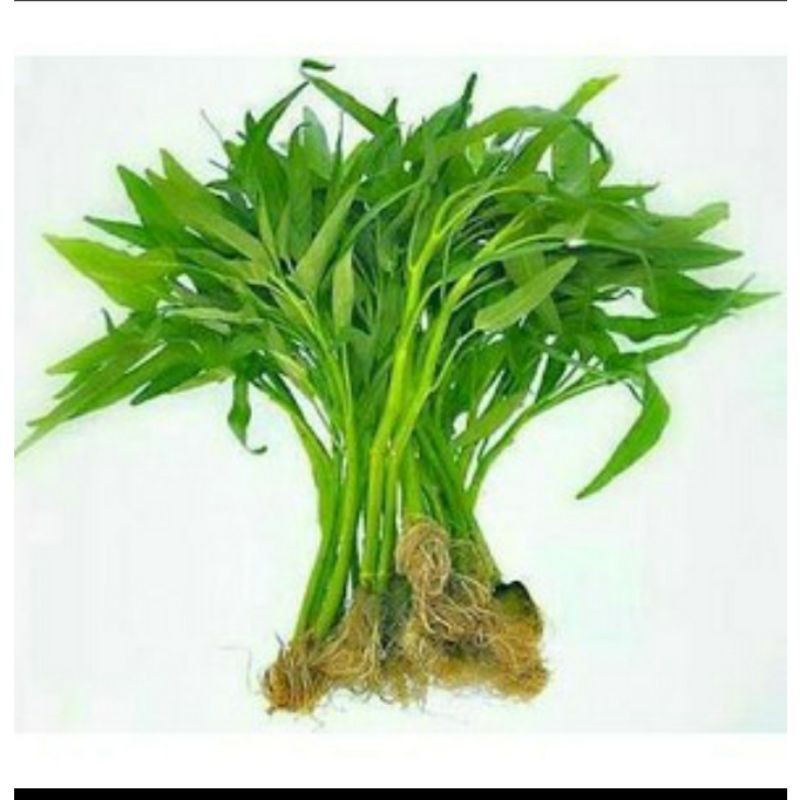 isi 300-400 benih biji kangkung unggulan kangkung lokal organik