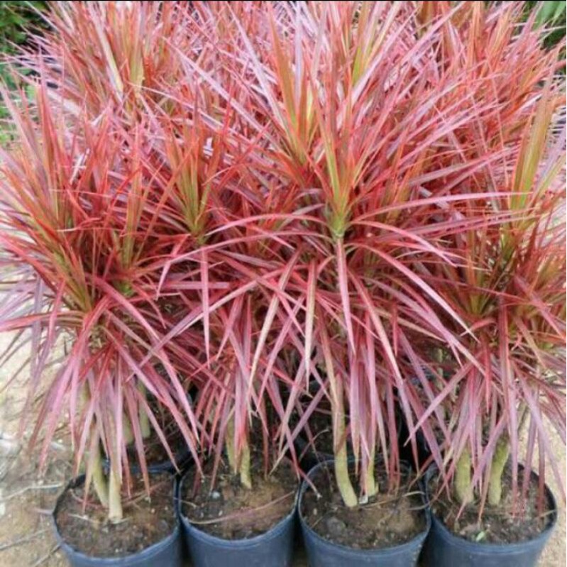 Jual tanaman hias dracaena tricolor / dracaena marginata Indonesia ...