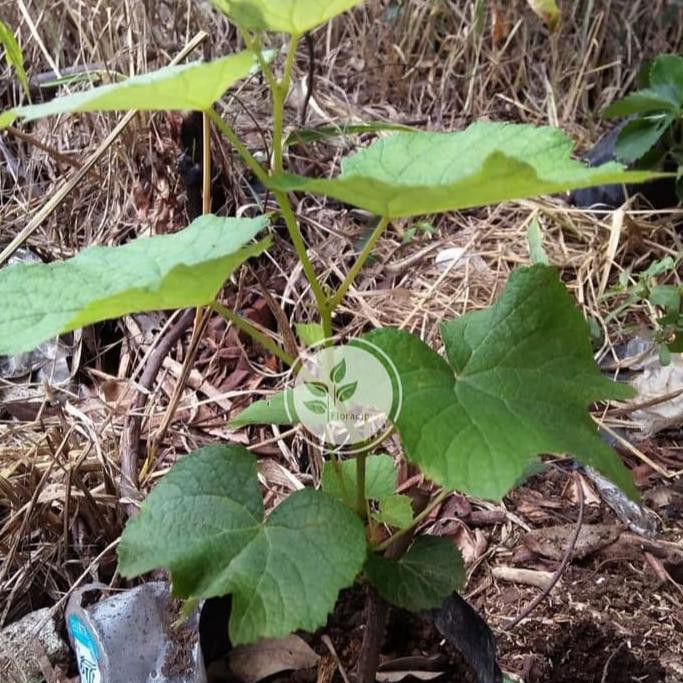 Bibit Tanaman Anggur Hijau Bibit Pohon Anggur Hijau Pohon Buah Anggur Hijau