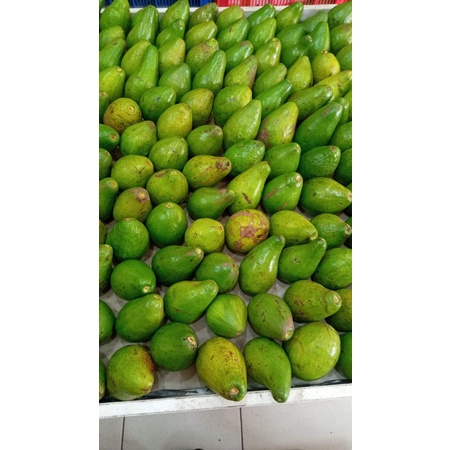 Alpukat Mentega 1 kg