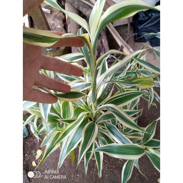 PROMO TANAMAN HIAS SRI REJEKI VARIGATA - BAMBU CINA VARIGATA