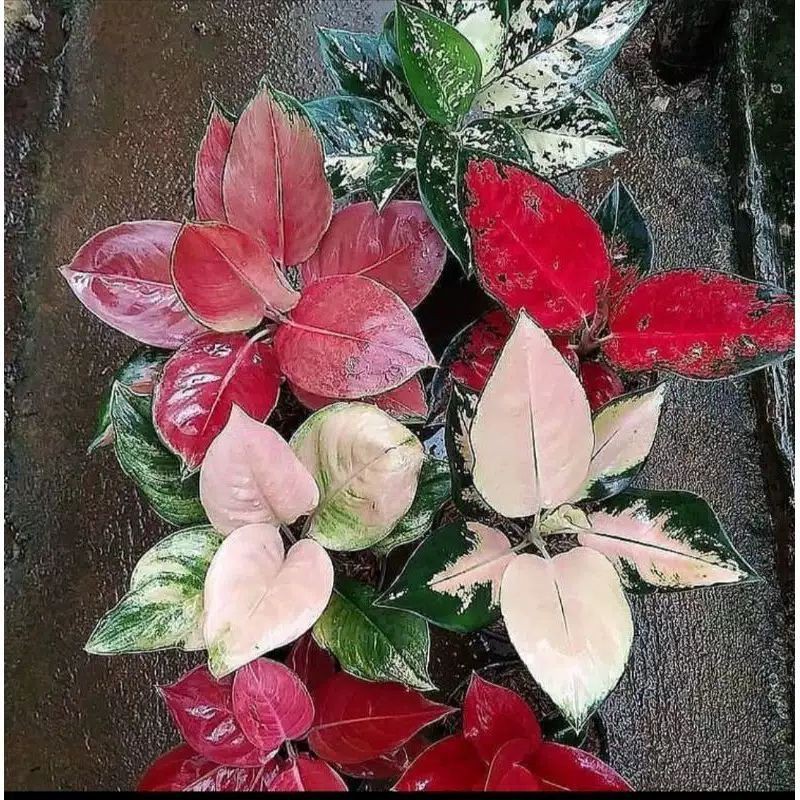 Promopaket 7 jenis Bonggol aglonema