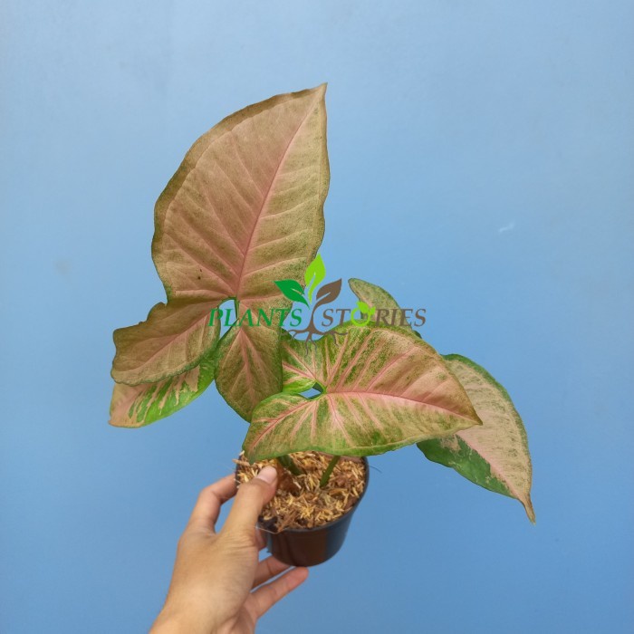Syngonium Pink Flecked