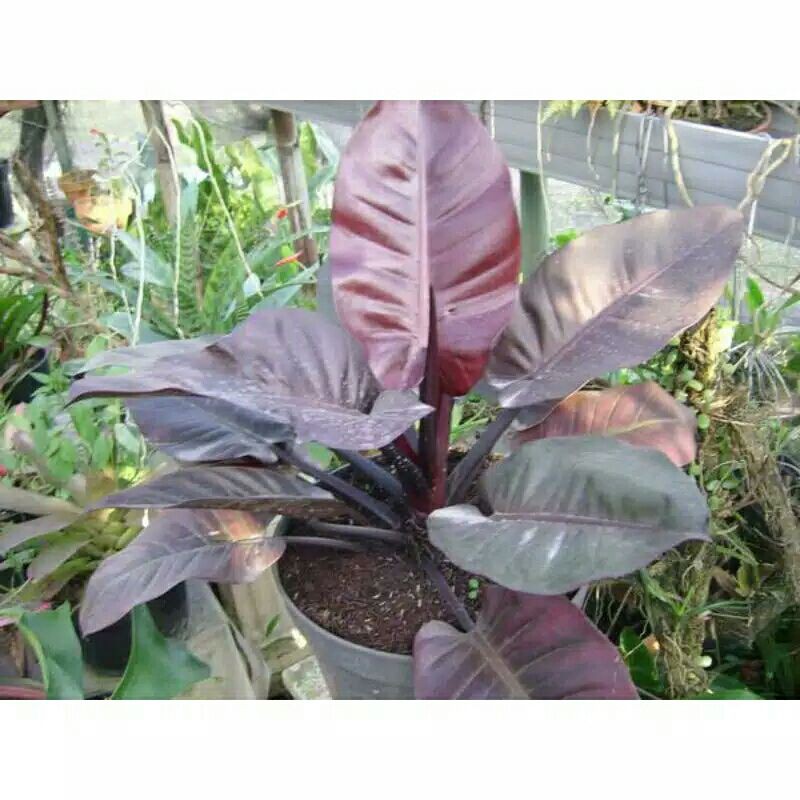 Tanaman hias philodendron black Kardinal