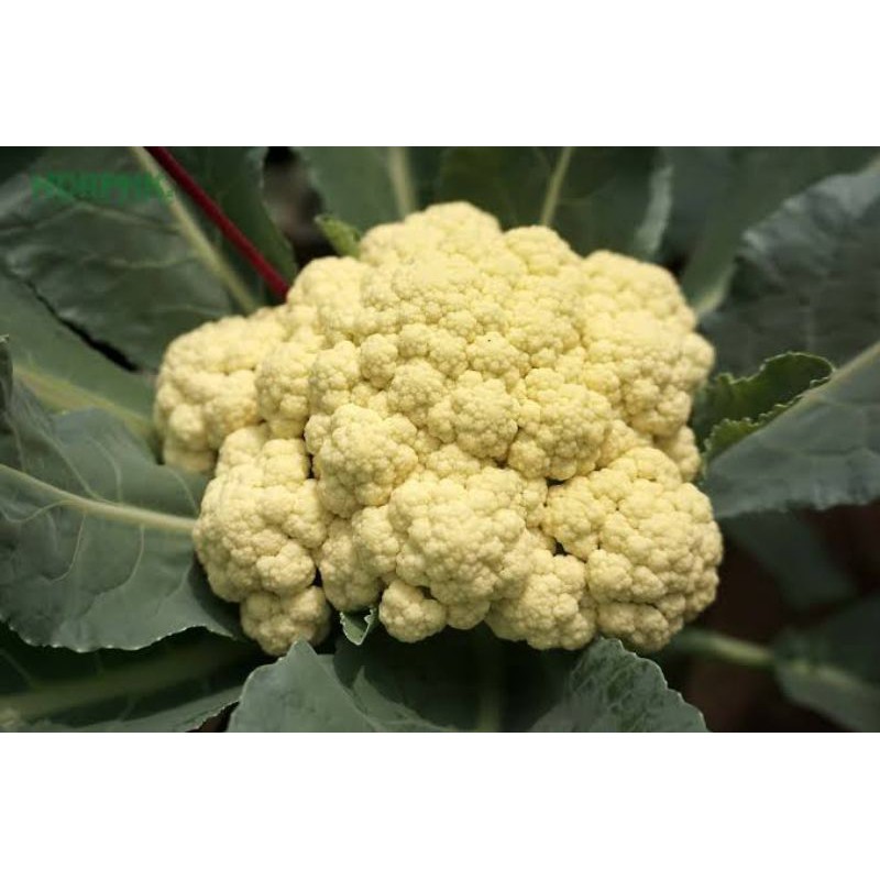 

BRUKOLI PUTIH,BUNGA KOL 250 GR 500GR