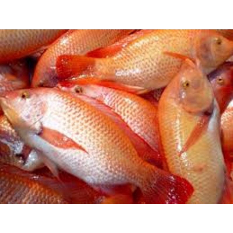 

Ikan nila merah segar