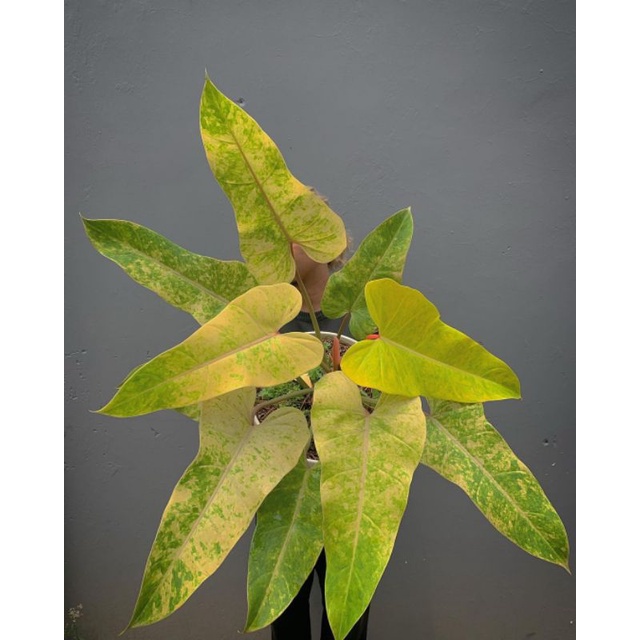 Philodendron painted lady - pilo painted lady