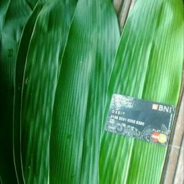 

Daun bambu jumbo lebar 5 jari kondisi FRESH bahan bungkus bacang/bakcang