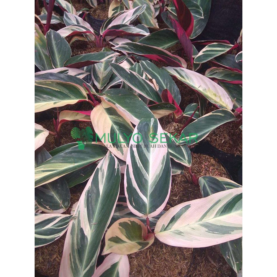 tanaman Calathea Triostar - calatea multicolor - chalatea merah putih / kalatea maranta bali