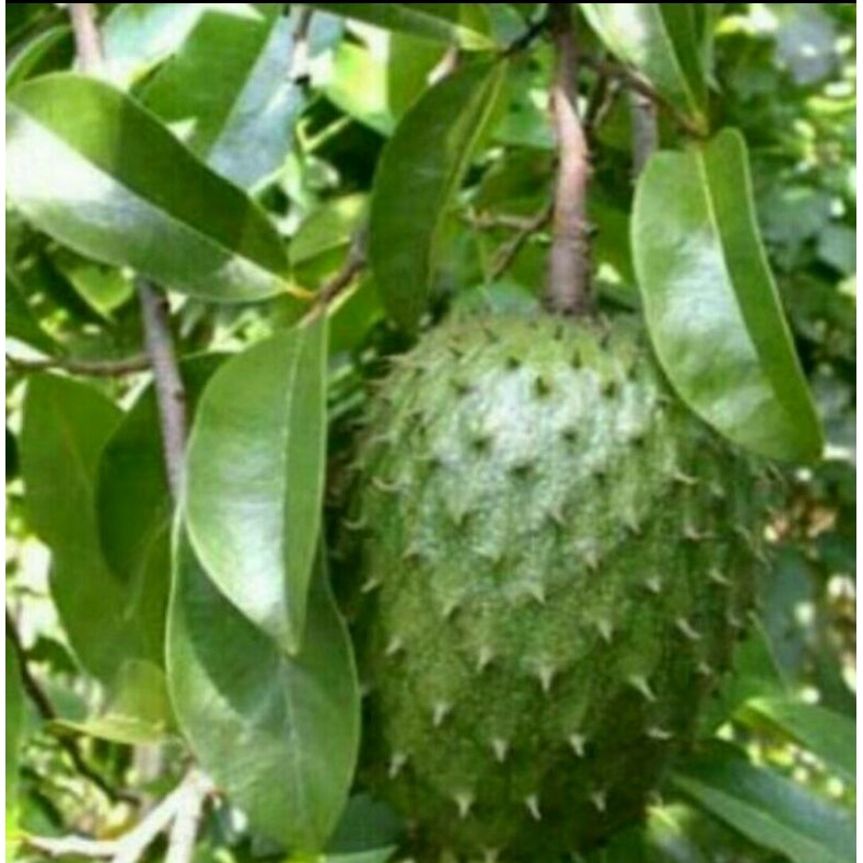 

Daun sersak segar/fres 100 lembar