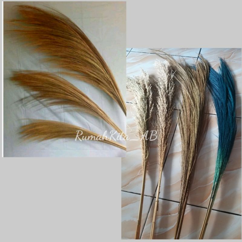 Pampas Lokal / Pampas Bulu /Pampas Kering