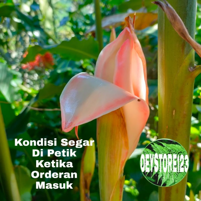 

Comberang \ Bunga Honje muda Segar Baru petik