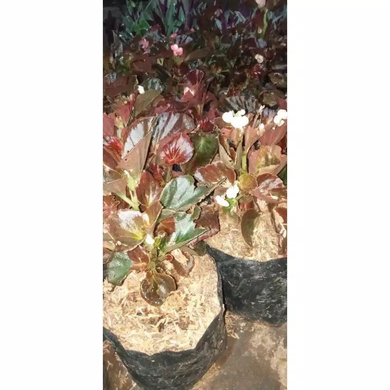 Tanaman hias begonia merah/begonia merah