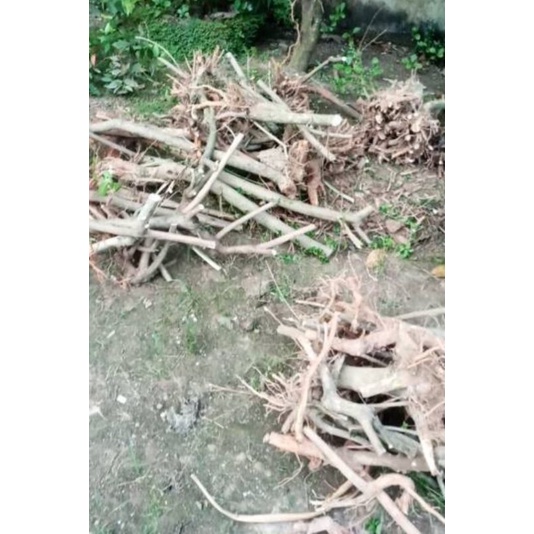 TERBARU BAHAN BONSAI SANCANG ORI DONGKELAN PROKAR BONUS STEKAN