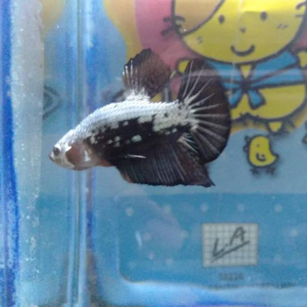 Terbaru Ikan Cupang Hias Jenis Black Samurai