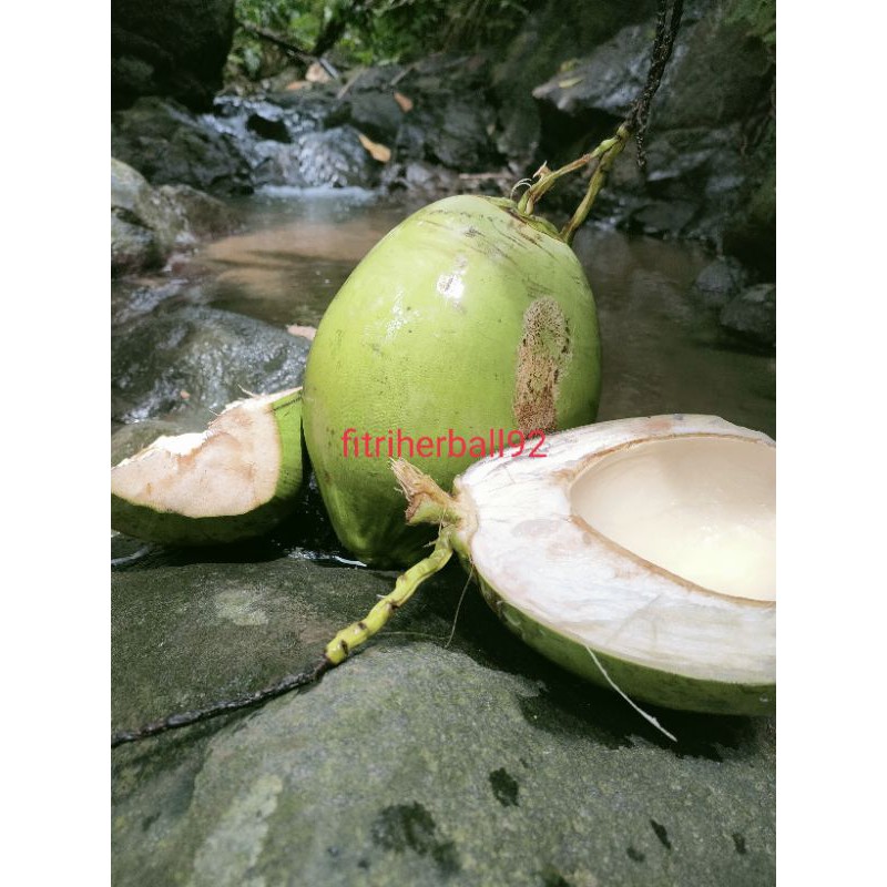 

jual kelepa muda segar