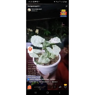 syngonium green splash