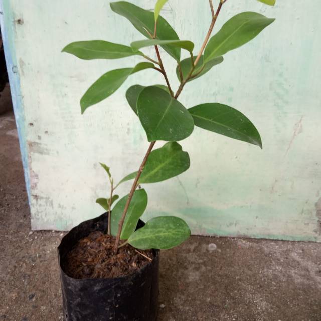Bonsai Beringin Iprik Merah Cahunit Com