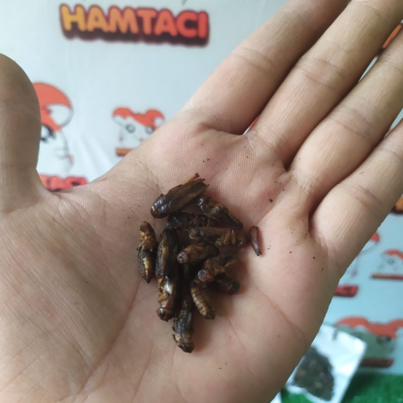 DRIED CRICKET/JANGKRIK KERING EXTRA PROTEIN FOOD HAMSTER/SUGARGLIDER/LANDAK/GERBIL/SMALPETS