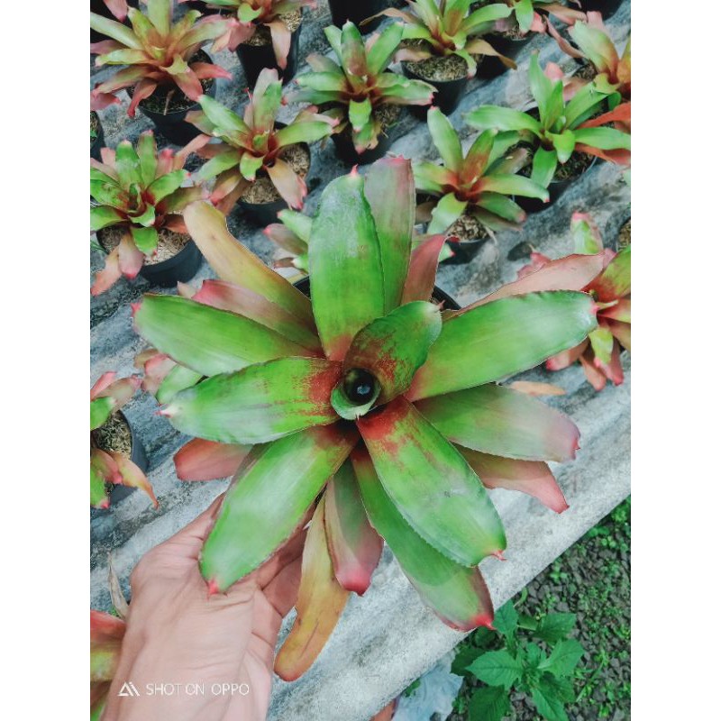 

bromelia kopi